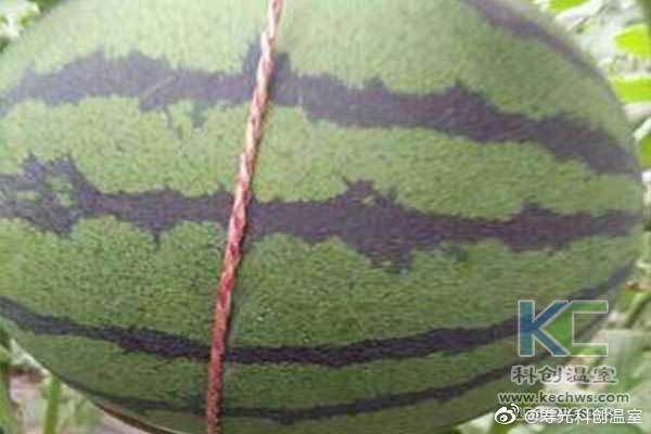 無土栽培，無土栽培技術(shù)，無土栽培設(shè)備