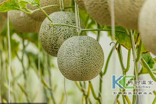 無(wú)土栽培，無(wú)土栽培技術(shù)，無(wú)土栽培設(shè)備