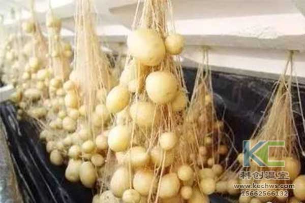 無(wú)土栽培，無(wú)土栽培技術(shù)，無(wú)土栽培設(shè)備