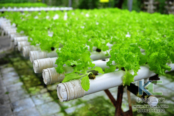 無(wú)土栽培，無(wú)土栽培技術(shù)，溫室大棚，蔬菜大棚