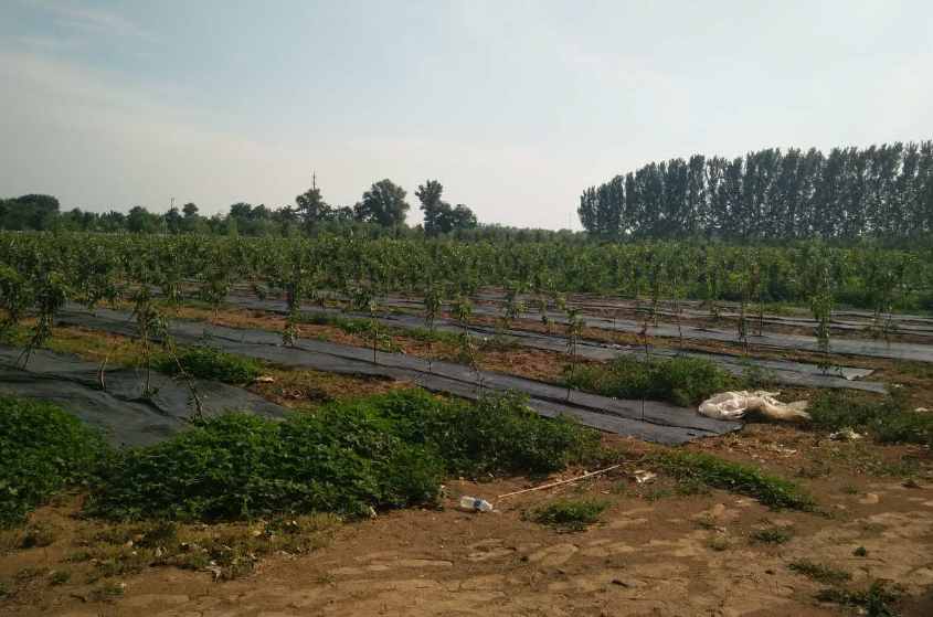 無土栽培，無土栽培技術，無土栽培設備