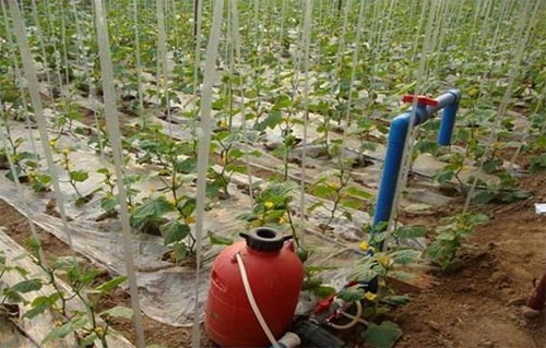 無(wú)土栽培，無(wú)土栽培技術(shù)，無(wú)土栽培設(shè)備