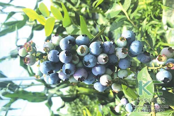 無(wú)土栽培，無(wú)土栽培技術(shù)，無(wú)土栽培設(shè)備