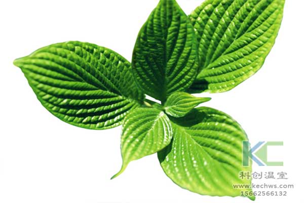 無(wú)土栽培，無(wú)土栽培技術(shù)，無(wú)土栽培設(shè)備