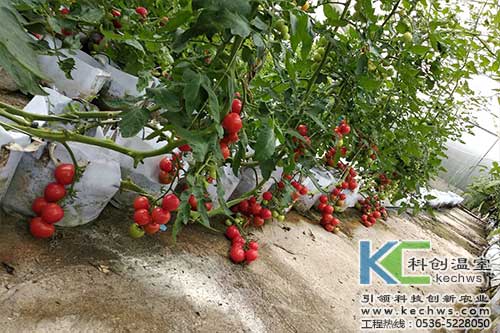 無土栽培，無土栽培技術，無土栽培設備