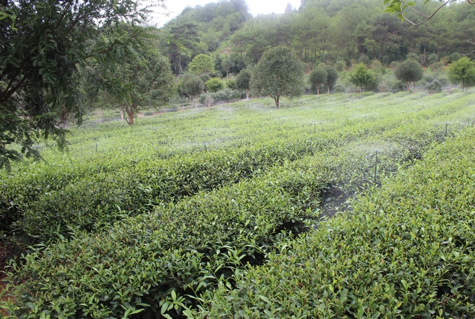 無土栽培，無土栽培技術(shù)，無土栽培設(shè)備