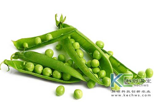 無(wú)土栽培，無(wú)土栽培技術(shù)，無(wú)土栽培設(shè)備