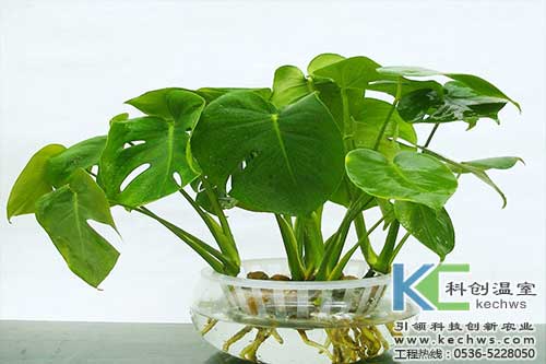 無(wú)土栽培，無(wú)土栽培技術(shù)，無(wú)土栽培設(shè)備