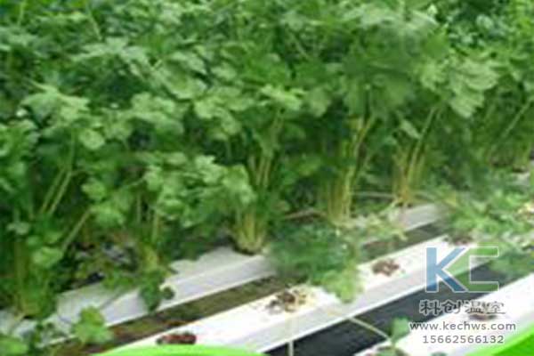 無(wú)土栽培，無(wú)土栽培技術(shù)，無(wú)土栽培設(shè)備