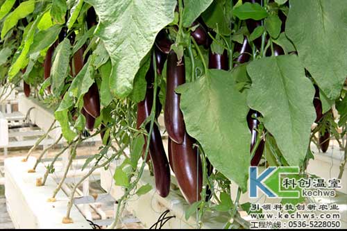 無(wú)土栽培，無(wú)土栽培技術(shù)，無(wú)土栽培設(shè)備