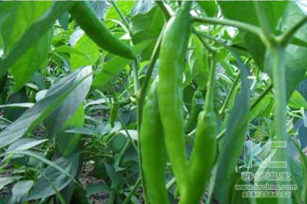 無(wú)土栽培，無(wú)土栽培技術(shù)，無(wú)土栽培設(shè)備