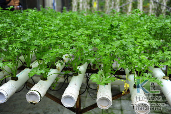 無(wú)土栽培，無(wú)土栽培技術(shù)，溫室大棚，蔬菜大棚