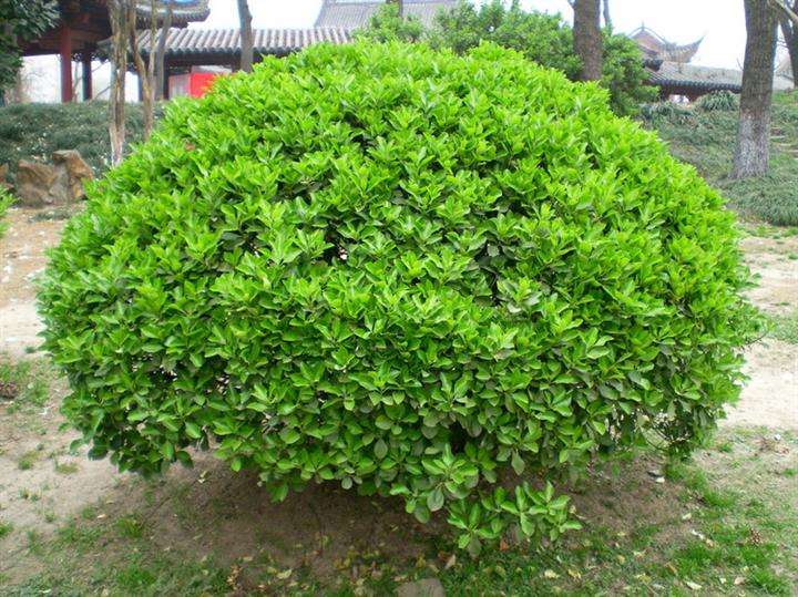 無(wú)土栽培，無(wú)土栽培技術(shù)，無(wú)土栽培設(shè)備