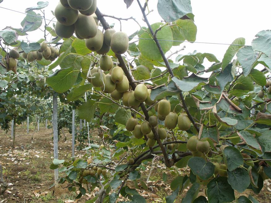 無(wú)土栽培，無(wú)土栽培技術(shù)，無(wú)土栽培設(shè)備
