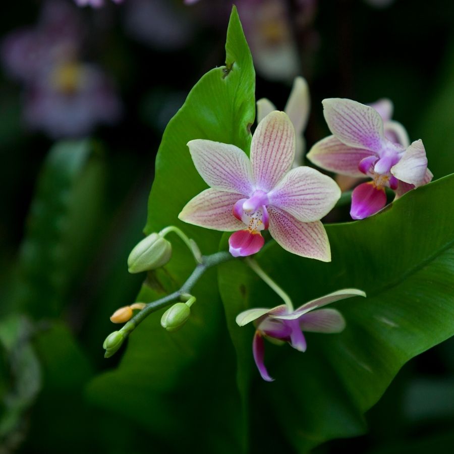 無(wú)土栽培，無(wú)土栽培技術(shù)，無(wú)土栽培設(shè)備