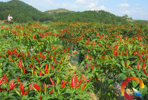 無(wú)土栽培，無(wú)土栽培技術(shù)，無(wú)土栽培設(shè)備