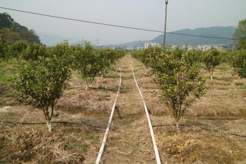 無土栽培，無土栽培技術，無土栽培設備