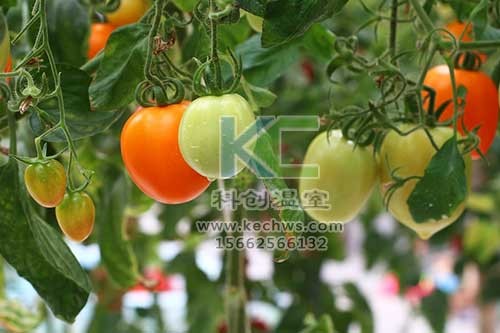無(wú)土栽培，無(wú)土栽培技術(shù)，無(wú)土栽培設(shè)備