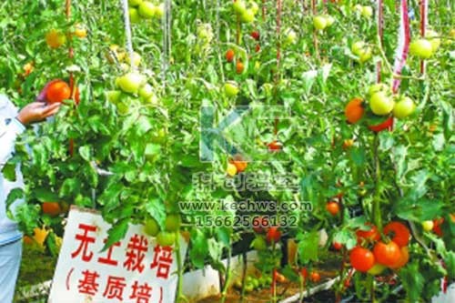 無(wú)土栽培，無(wú)土栽培技術(shù)，無(wú)土栽培設(shè)備