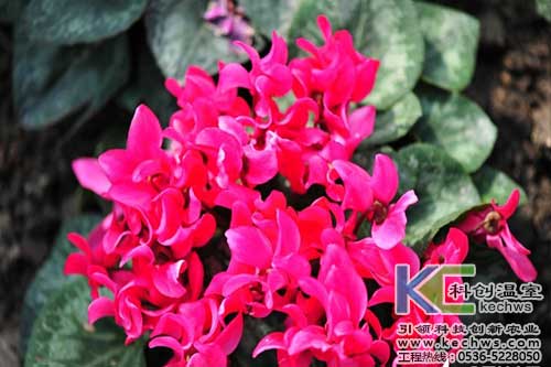 無(wú)土栽培，無(wú)土栽培技術(shù)，無(wú)土栽培設(shè)備